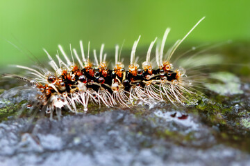A close-up of a caterpillar with black and orange spots, adorned with long hairs. Dew drops add a magical touch, highlighting its vibrant colors. Wulai District, New Taipei City.