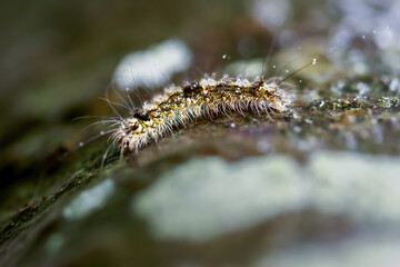 A close-up of a caterpillar with black and orange spots, adorned with long hairs. Dew drops add a magical touch, highlighting its vibrant colors. Wulai District, New Taipei City.