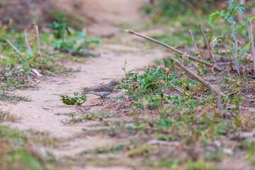 Hume's short-toed lark (Calandrella acutirostris) at Ajodhya Hills, Purulia, India