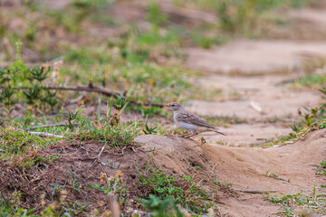 Hume's short-toed lark (Calandrella acutirostris) at Ajodhya Hills, Purulia, India