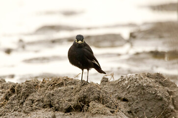 Small black bird (silver bill) perching on a mound of earth