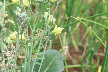 Cauliflower seeds flower. Cauliflower whith flower. Cauliflower in  flowering stage. Yellow cauliflower flower. vegetable flower.