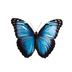 beautiful blue butterfly isolated transparent background