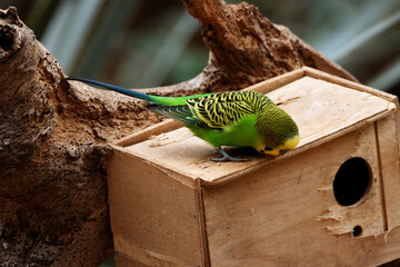 a single yellow and green Budgerigar (Melopsittacus undulatus) coming out of a nesting box