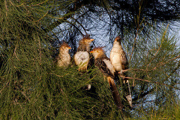 Group of crested woodpeckers (pirinchos) perching among green branches.
