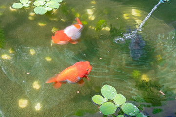 Goldfish in aquarium fish pond close up