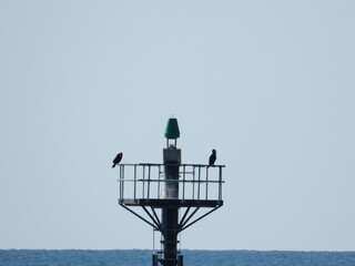 Birds on the sea control tower overlooking the sea