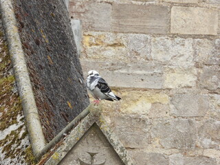 Pigeon. against the background of stone walls