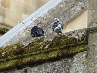 Pigeons. against the background of stone walls