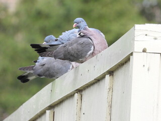 Pigeons are sitting on an inclined beam