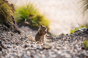 Ground squirrel (Spermophilus) on the californian coast. Portrait of cute small mammal with light...