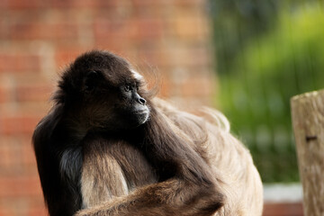 Brown spider monkey (Ateles hybridus) resting with a red brick wall in the background