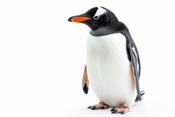 Penguin photo on white isolated background