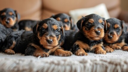 This image captures the delicate features of a litter resting peacefully, portraying the peacefulness and companionship