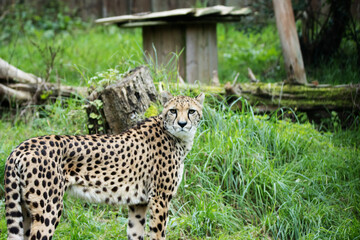 Cheetah (Acinonyx jubatus)  isolated on a natural green background in Devon, UK