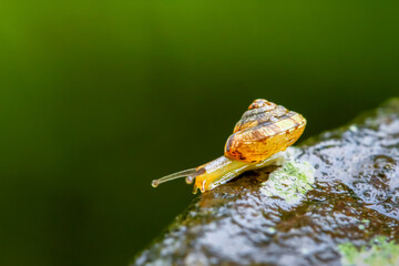 A close-up of a golden snail, its shell glistening, moving gracefully across a dark, wet rock surface adorned with raindrops. Wulai District, New Taipei City.