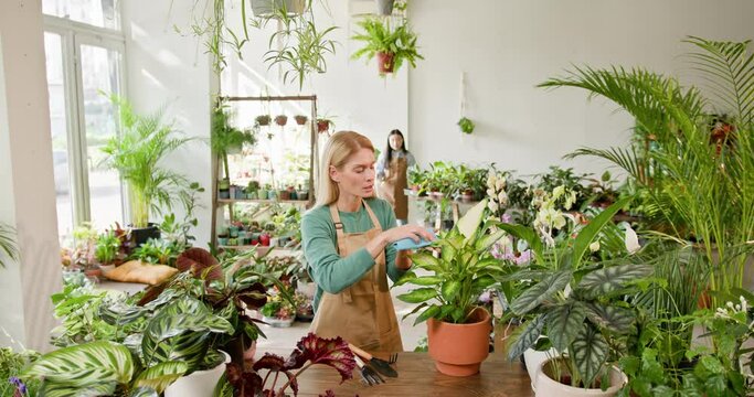 Two women, a shopkeeper and her employee work together harmoniously and amicably, wiping the leaves of plants in a store or workshop full of flowering plants Female Gardener Caring for Plants.