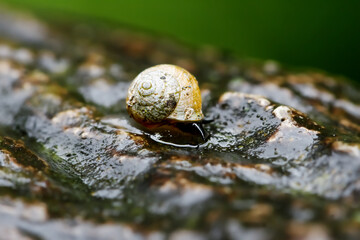 A close-up of a golden snail, its shell glistening, moving gracefully across a dark, wet rock surface adorned with raindrops. Wulai District, New Taipei City.