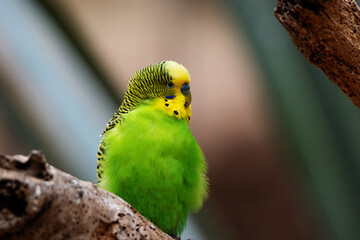 close up of a single yellow and green Budgerigar (Melopsittacus undulatus) isolated on a natural...