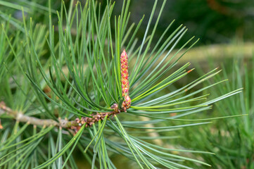 Close Up Pinus Bungeana Tree At Amsterdam The Netherlands 4-4-2024
