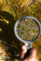 Closeup of hand holding magnifying glass to view magnified area of plant moss on a rock in a fores...