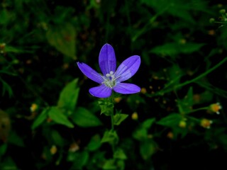 planta flor Wahlenbergia sp.