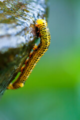 A close-up of a caterpillar with black and orange spots, adorned with long hairs. Dew drops add a magical touch, highlighting its vibrant colors. Wulai District, New Taipei City.
