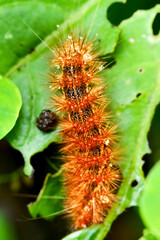 A close-up of a caterpillar with black and orange spots, adorned with long hairs. Dew drops add a magical touch, highlighting its vibrant colors. Wulai District, New Taipei City.