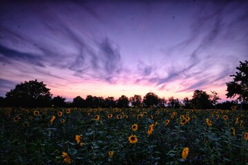 Sonnenblumenfeld Abendd&auml;mmerung