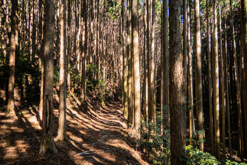 Trekking through the deep forests of the Kumano Kodo pilgrimage route, Wakayama, Japan
