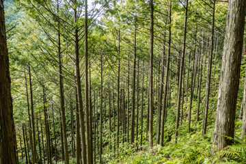 Naklejka premium Trekking through the deep forests of the Kumano Kodo pilgrimage route, Wakayama, Japan