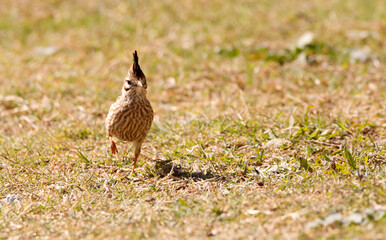 Small crested bird running in the grass