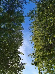 Blätteraussicht