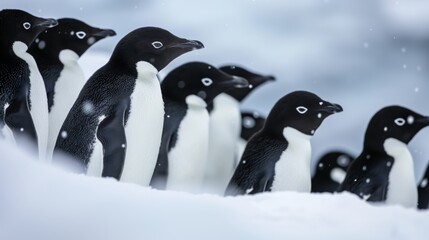 A group of Adelie penguins in a snowy Antarctic landscape looking in various directions