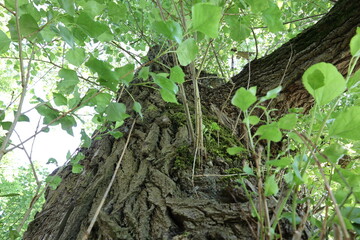 A tree with green leaves and brown bark