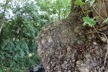 A tree with green leaves and brown bark