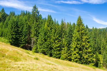 mountainous countryside scenery in summer. coniferous forest on a grassy hill. beautiful carpathian landscape of ukraine on a sunny day beneath a blue sky with fluffy clouds