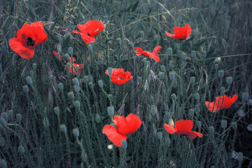 red poppies in the field. background imagery for remembrance or veterans day. selective color style