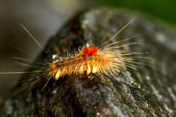 A close-up of a caterpillar with black and orange spots, adorned with long hairs. Dew drops add a magical touch, highlighting its vibrant colors. Wulai District, New Taipei City.