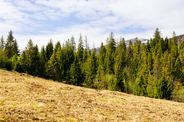 early springtime countryside scenery in mountains. coniferous trees on a grassy hill. beautiful...