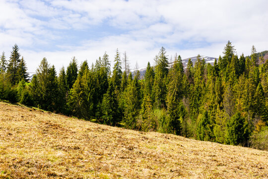 early springtime countryside scenery in mountains. coniferous trees on a grassy hill. beautiful carpathian landscape of ukraine on a sunny day. hills with snowy tops in the distance