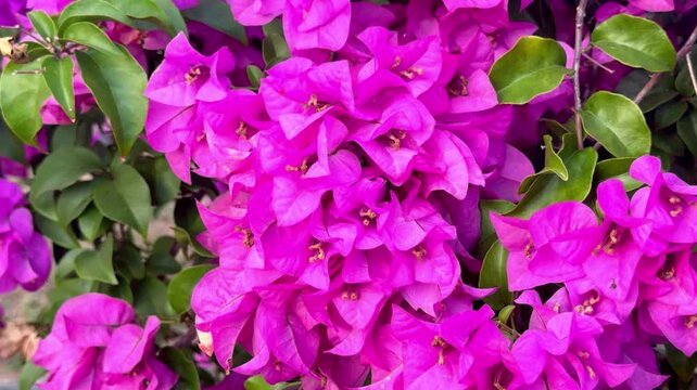 Beautiful blooming paper flower (Bougainvillea glabra) in margenta color. The lesser bougainvillea blossom in summer season.