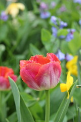 red tulips in the garden