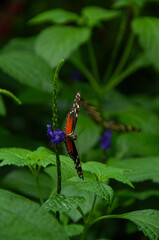 A close-up of a Heliconius Butterfly on a purple flower with a Zebra Longwinged Butterfly in the background