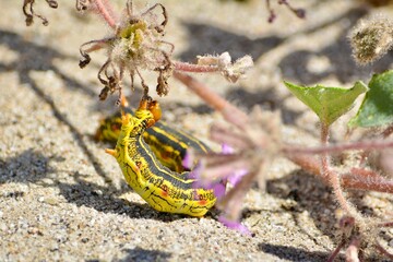 White Lined Sphinx Moth Caterpillar larvae