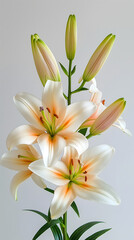 Obraz na płótnie Canvas Elegant White Lilies: A Portrait of Grace and Beauty in Bloom