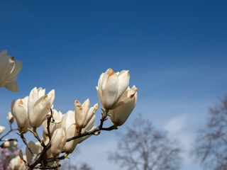 Magnolia blossom