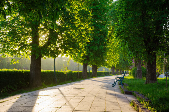 sunny spring morning on the kyiv embankment on the river uzh. scenic urban nature scenery of uzhgorod. row of old chestnut trees along the walking path in morning light. popular travel destination of 