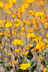 Desert Wildflowers Anza Borrego California