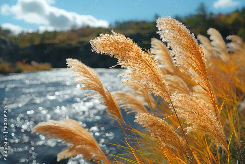 Wall mural view of grass swaying in the river